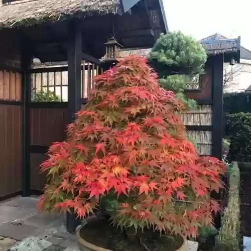 梦幻庭园搭配阵容图片高清(绯色梦境最强阵容推荐)插图21