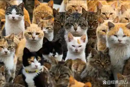 旺盛猫咪阵容