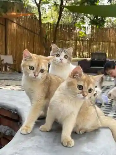 旺盛猫咪阵容插图