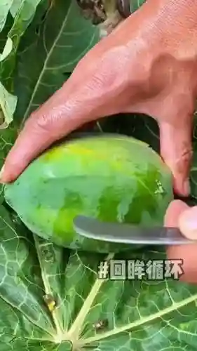 绿色循环圈龙攻略视频