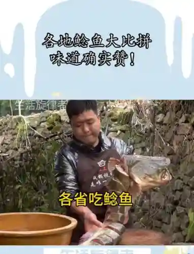 农村鲶鱼阵容插图