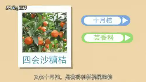 砂糖桔阵容