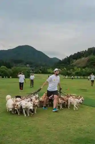溜狗阵容