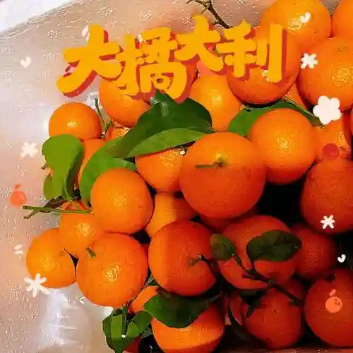 砂糖桔阵容插图