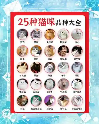 猫咪阵容搭配图文插图1