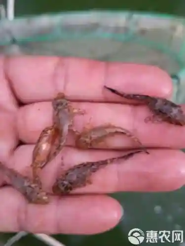 清道夫技能