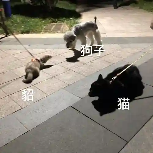 溜狗阵容插图