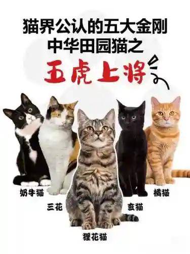虎猫阵容搭配_1