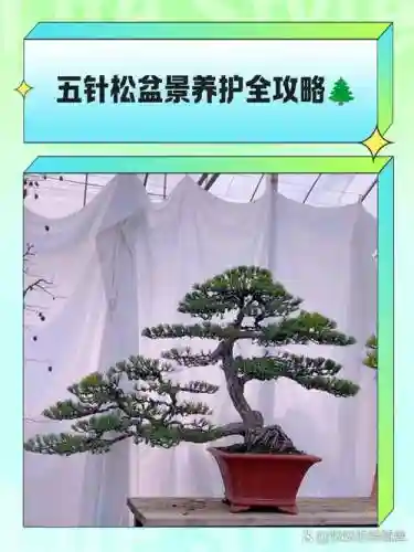 patchmania攻略五针松54插图1