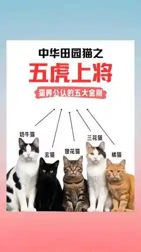 老虎猫阵容搭配插图