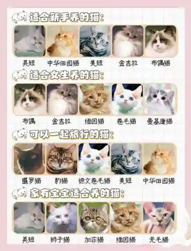 猫咪阵容搭配图文插图