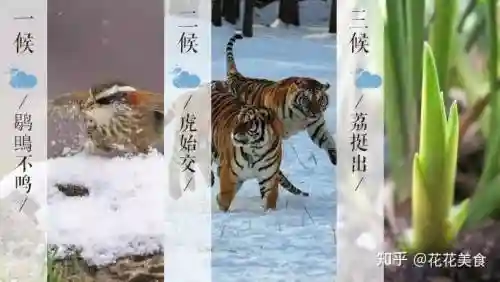 大雪老虎阵容插图