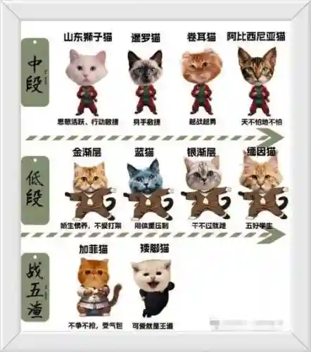 猫系阵容插图