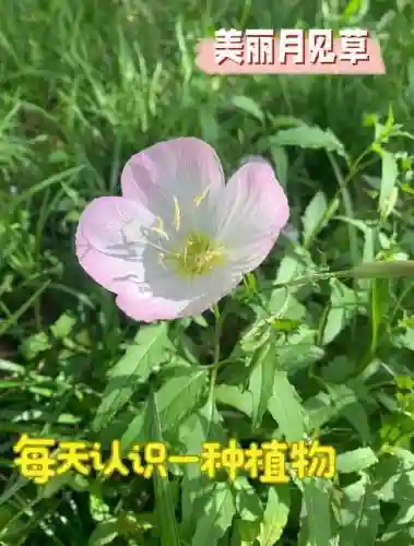 月见草梦幻西游_1插图1