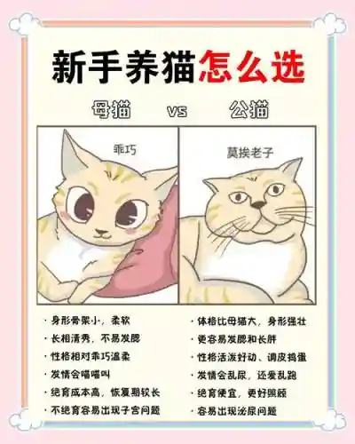 养猫阵容搭配插图1
