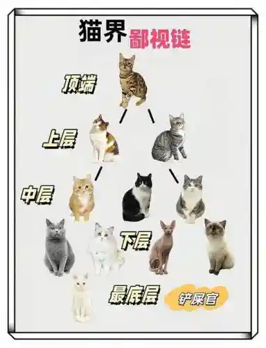 猫队主阵容搭配及打法
