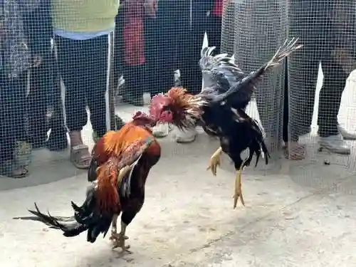 斗鸡阵容视频