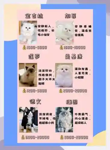 养猫阵容搭配插图