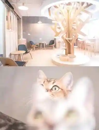 猫咖啡店喜好攻略，咖啡猫咪店