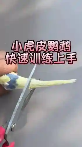 鸟有些什么技能好训练，鸟有哪些技能插图