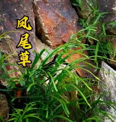 梦幻西游凤尾草图片大全,梦幻西游凤尾草图片大全高清插图 梦幻西游凤尾草图片大全,梦幻西游凤尾草图片大全高清插图
