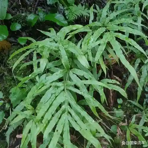梦幻西游凤尾草图片大全，梦幻西游凤尾草图片大全高清