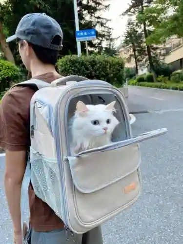 带猫出门装备，带猫出门玩 要准备什么插图