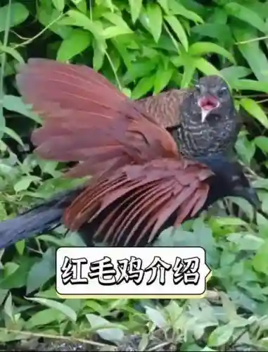 赤毛鸡仔有觉醒技能吗，赤羽鸡王怎么饲养插图