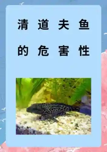 清道夫技能，清道夫面板插图1