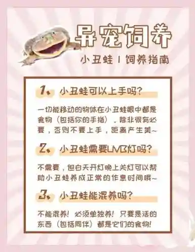 养小青蛙的游戏攻略插图